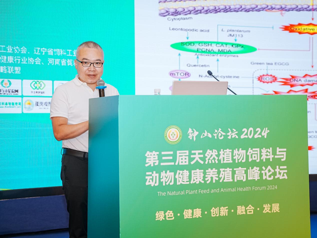 2026世界杯官网